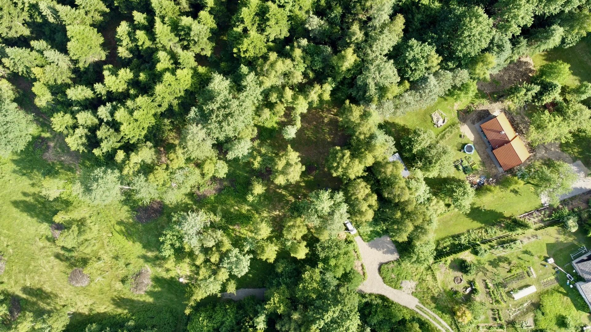 top view on a forest